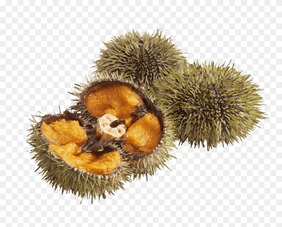 Three Sea Urchins, Animal, Sea Life, Invertebrate, Urchin Free Png