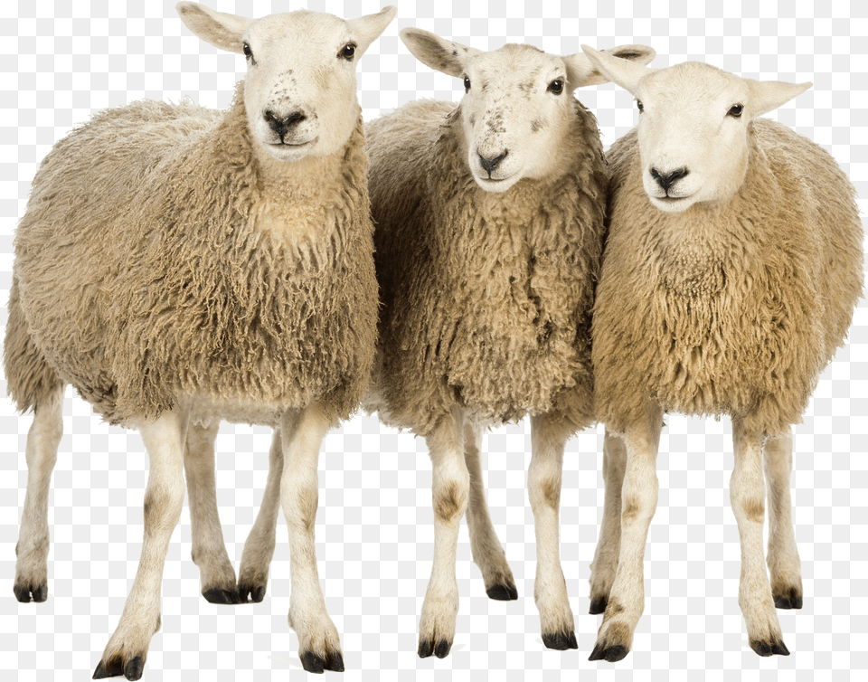 Three Sheep, Animal, Livestock, Mammal Free Png Download