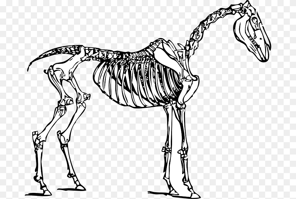Three Skeletons Cliparts Horse Skeleton Clipart, Adult, Female, Person, Woman Free Transparent Png