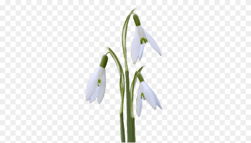 Three Snowdrops, Amaryllidaceae, Flower, Plant, Petal Png Image