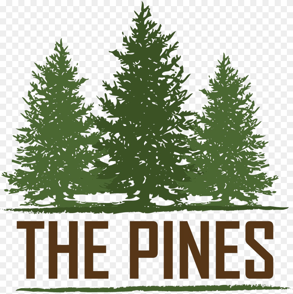 Three Stones International, Fir, Pine, Plant, Tree Png Image