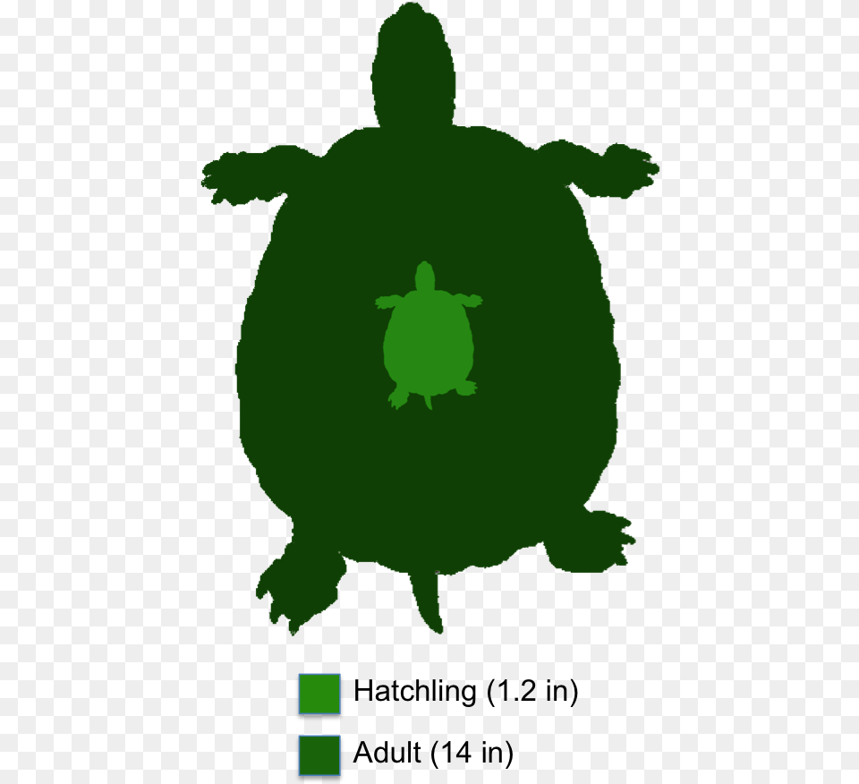 Three Striped Mud Turtle Adult, Animal, Green, Reptile, Sea Life Free Transparent Png