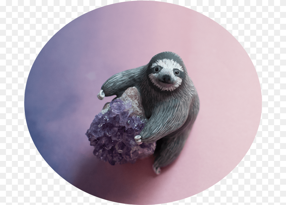 Three Toed Sloth, Animal, Bird, Mammal, Wildlife Png Image