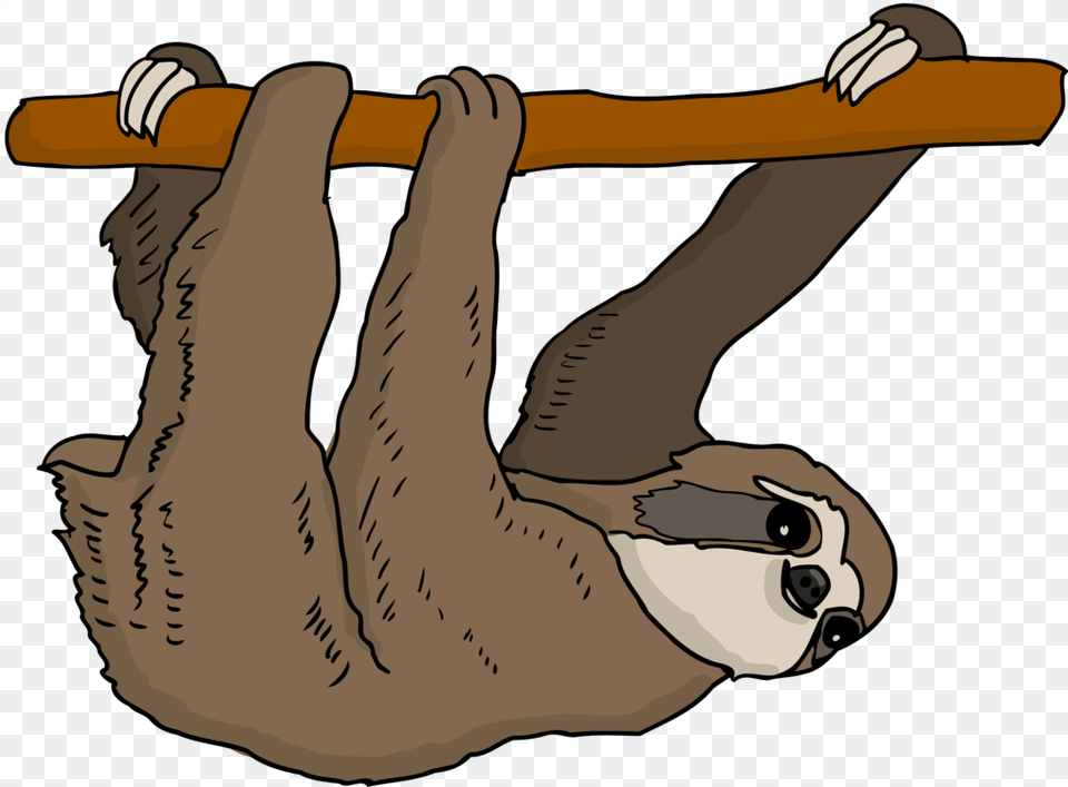 Three Toed Sloth Armadillo Anteater Bear, Animal, Mammal, Wildlife, Three-toed Sloth Png Image