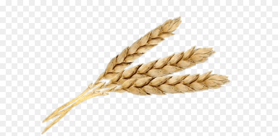 Three Wheat Spikes, Food, Grain, Produce Png