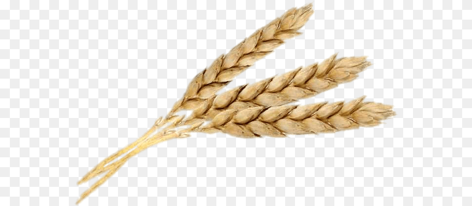 Three Wheat Spikes Wheat Three, Food, Grain, Produce, Animal Png Image