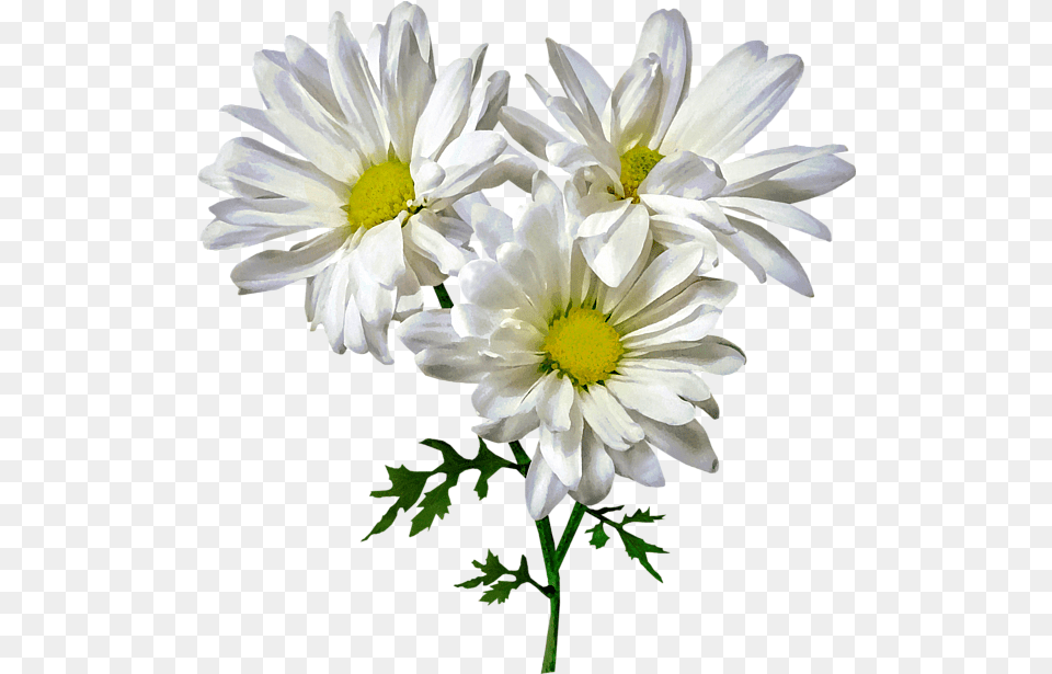 Three White Daisies Sweatshirt Lovely, Daisy, Flower, Plant, Petal Free Transparent Png