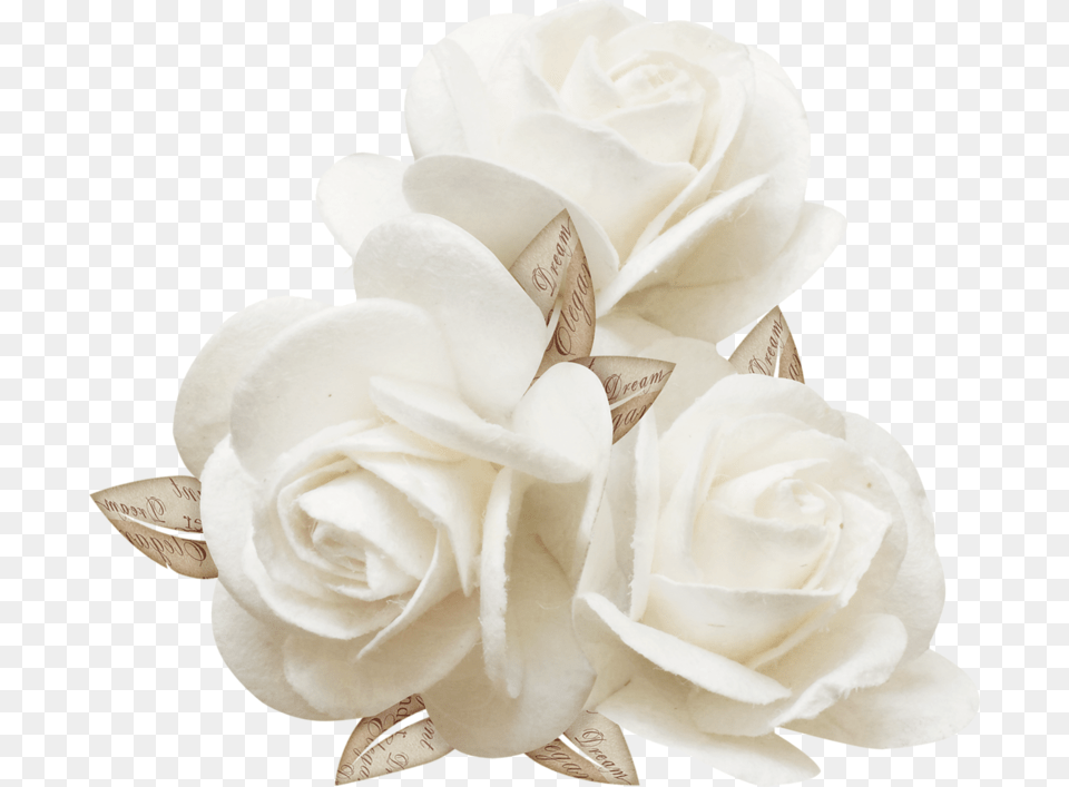 Three White Roses, Flower, Plant, Rose, Flower Arrangement Png Image