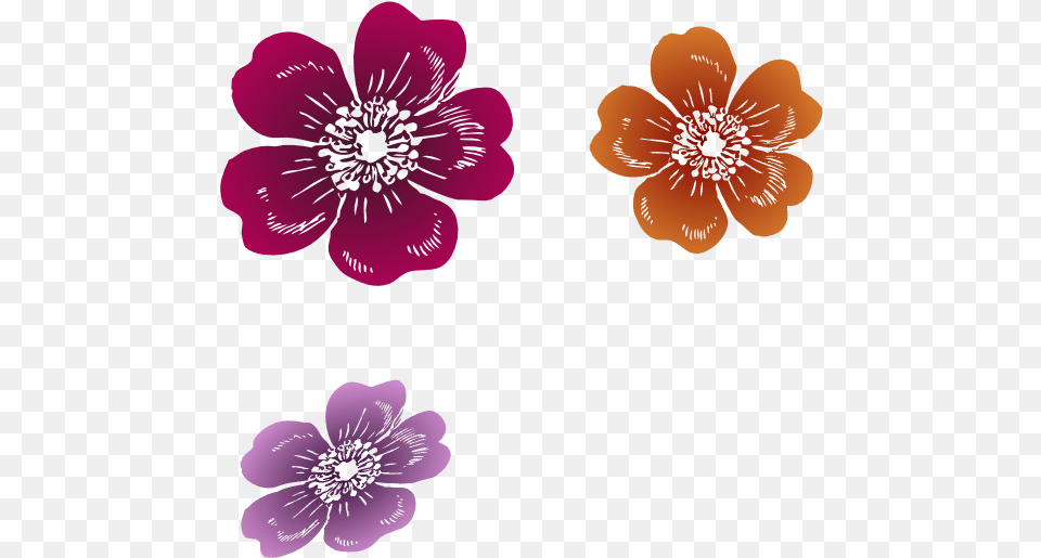 Three Wild Roses Clipart, Anemone, Anther, Flower, Geranium Free Transparent Png