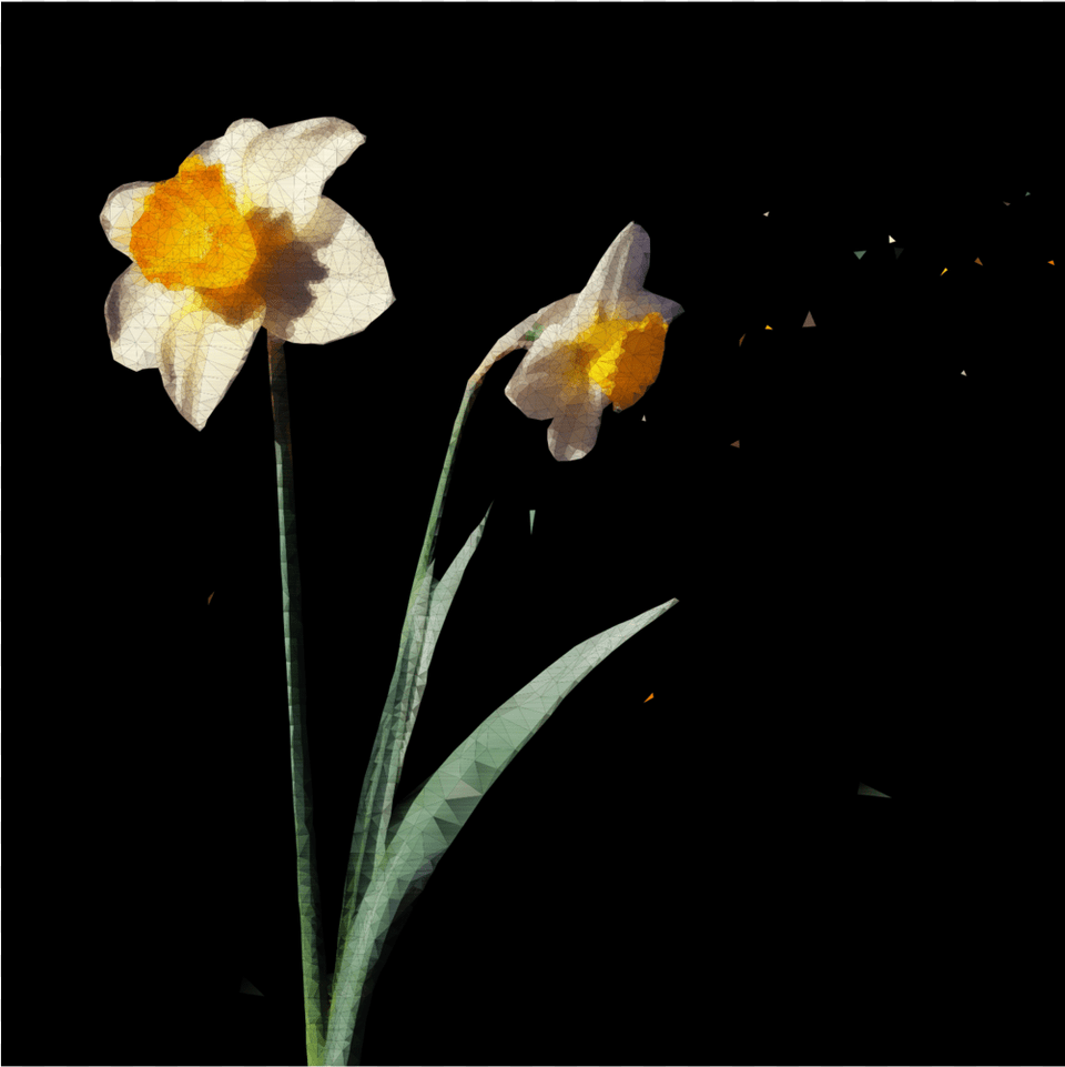 Throop Ave X Macon St Jpeg, Daffodil, Flower, Plant Free Transparent Png