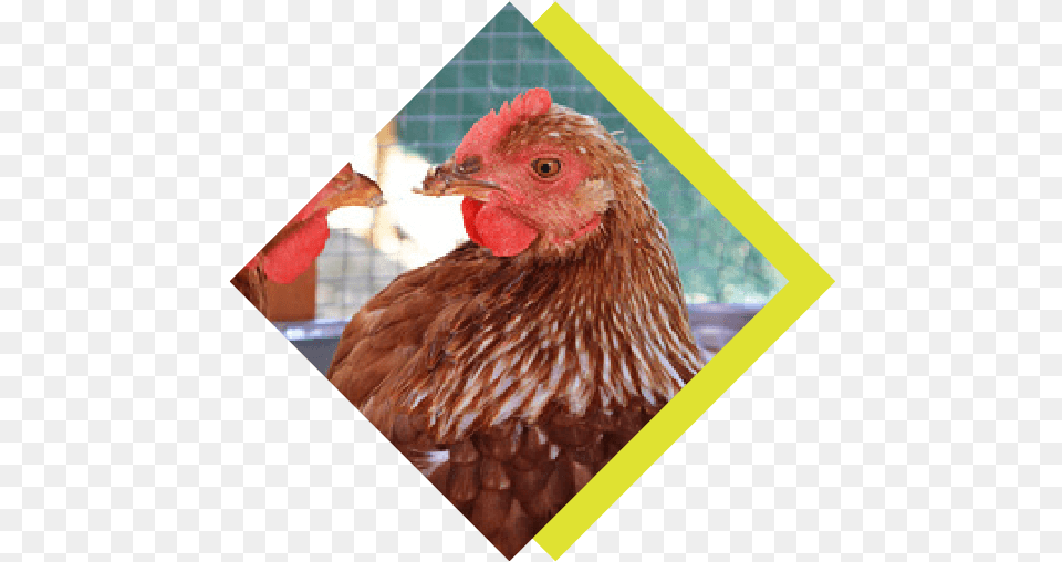 Through The Chicken Amp Egg Project Rooster, Animal, Bird, Fowl, Poultry Free Png Download