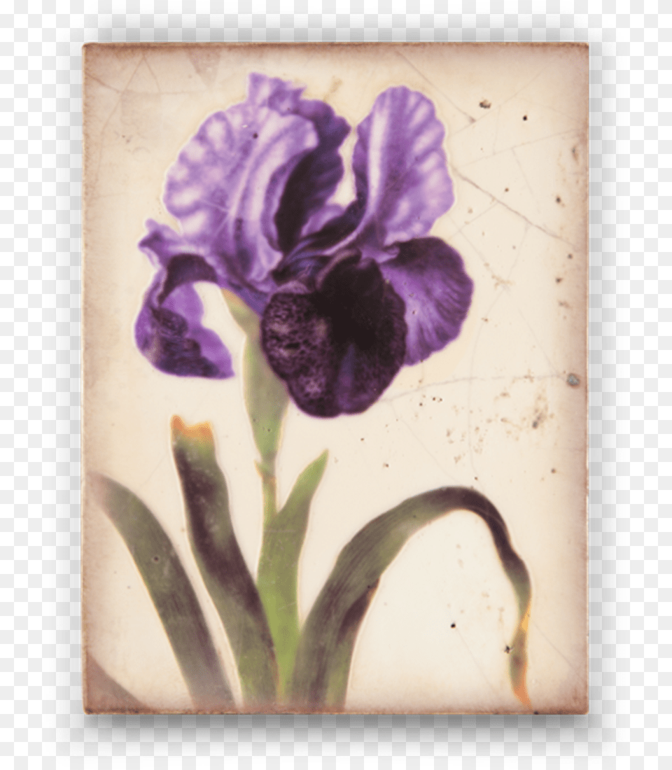 Through The Looking Glass Collection Maria Sibylla Merian, Flower, Iris, Petal, Plant Png Image