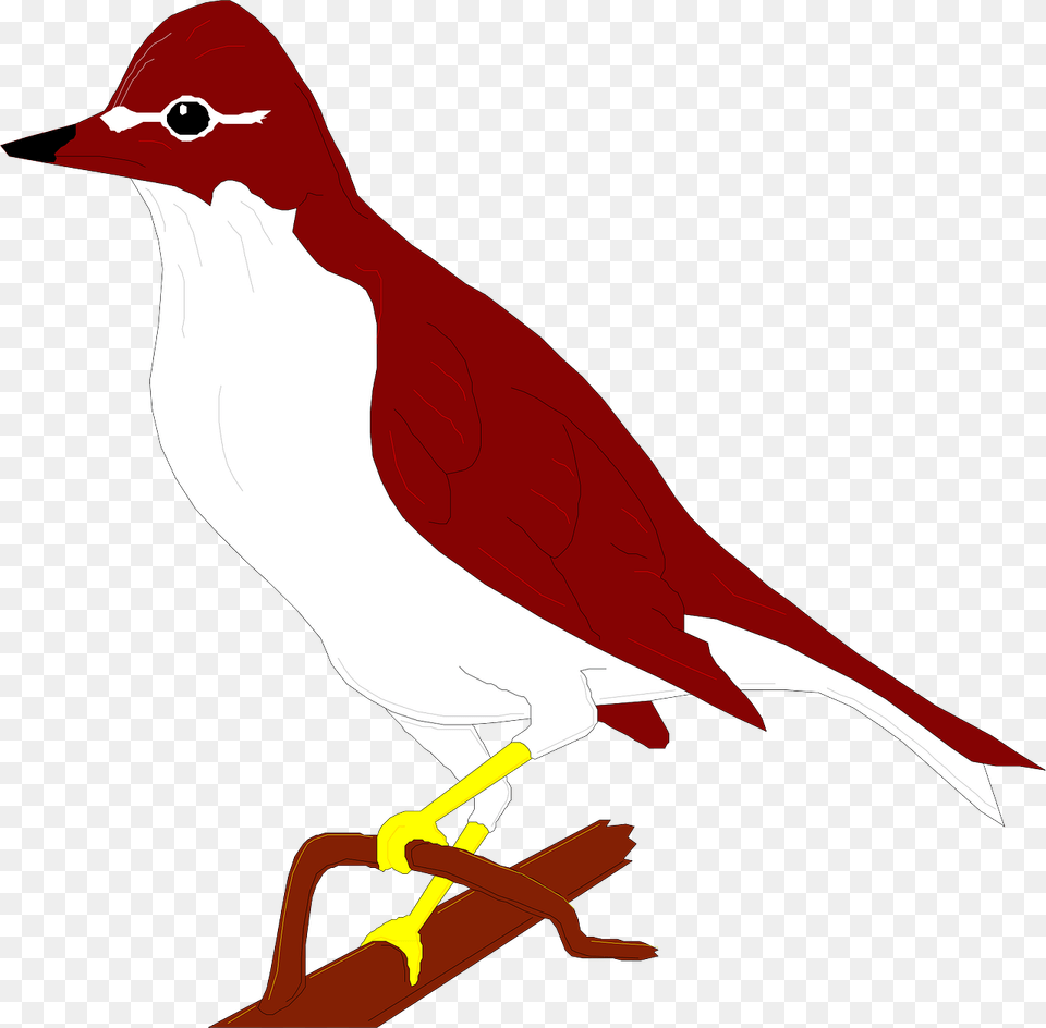 Thrush, Animal, Bird, Finch, Fish Free Png