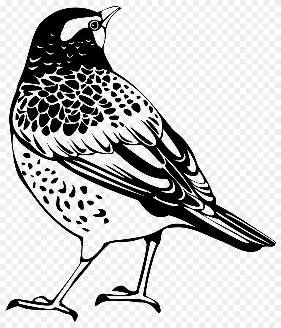 Thrush Clipart, Animal, Anthus, Bird, Blackbird Png