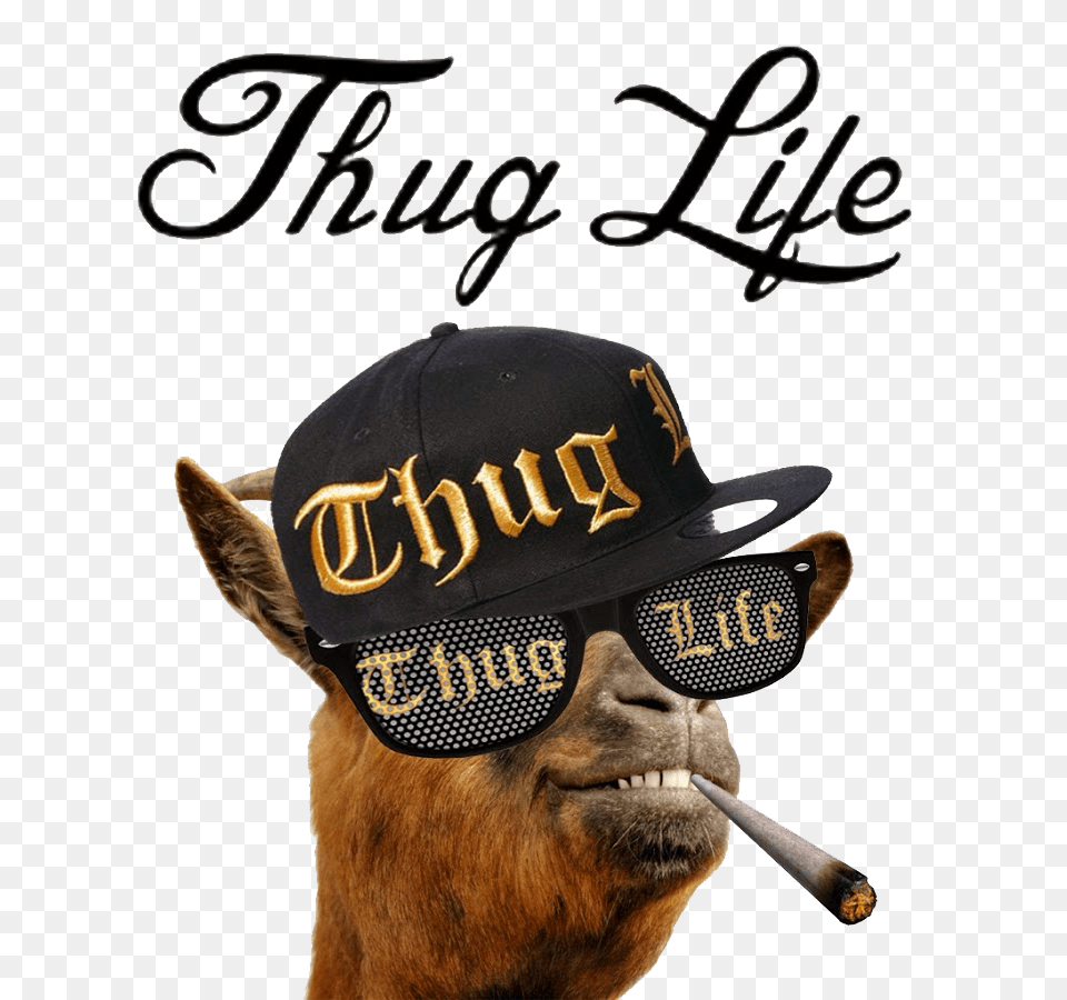 Thug Life, Hat, Baseball Cap, Cap, Clothing Free Png