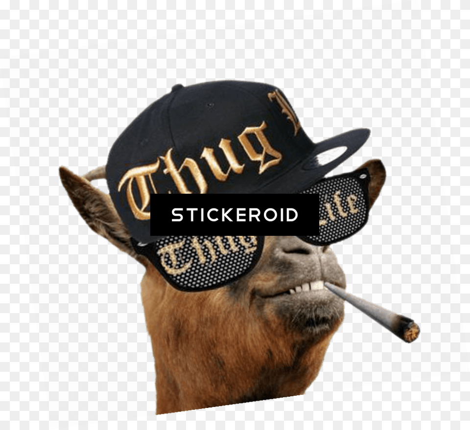 Thug Life Gold Chain Thug Life Hat Thug Life Sticker Image, Baseball Cap, Cap, Clothing, Person Png