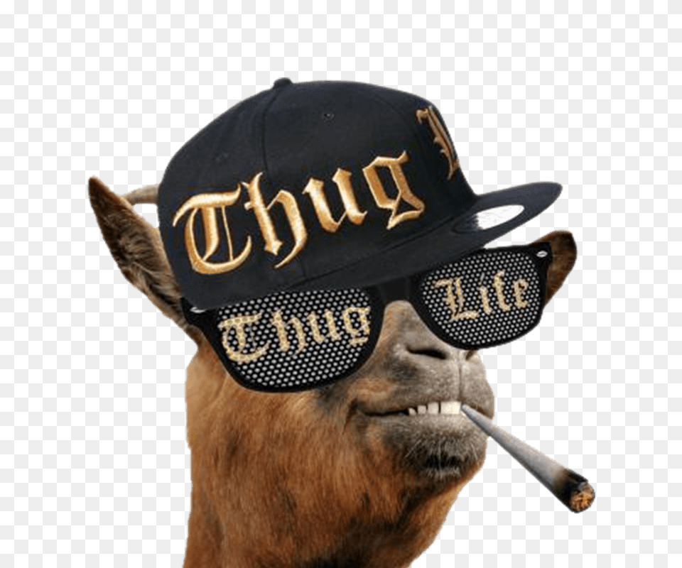 Thug Life Llama, Hat, Baseball Cap, Cap, Clothing Free Png Download