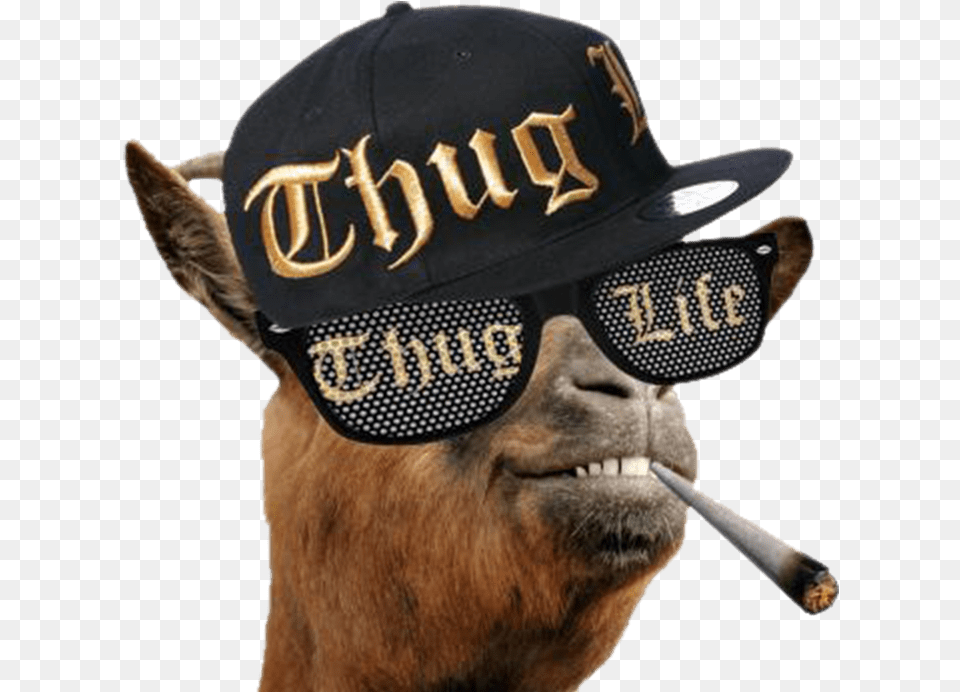 Thug Life Llama Thug Life, Baseball Cap, Cap, Clothing, Hat Png
