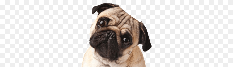 Thug Life Pug Image Curious Pug Mousepad, Animal, Canine, Dog, Mammal Free Png