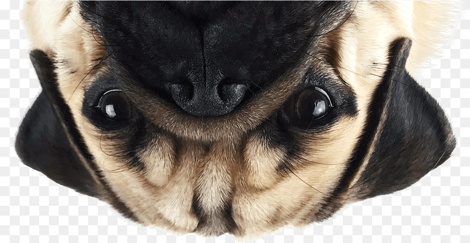 Thug Life Pug Image Pug, Animal, Canine, Dog, Mammal Free Transparent Png