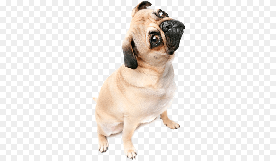 Thug Life Pug Image With Transparent Background Transparent Background Pug, Animal, Canine, Dog, Mammal Free Png Download