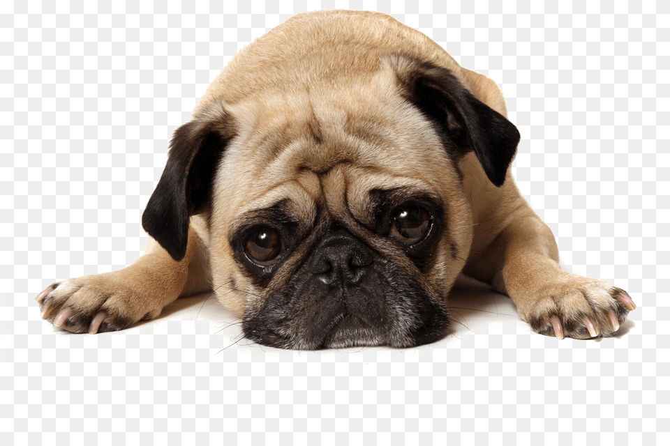 Thug Life Pug Transparent Background, Animal, Canine, Dog, Mammal Free Png