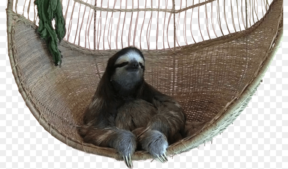 Thug Life Sloth Gif, Animal, Mammal, Monkey, Wildlife Free Png Download