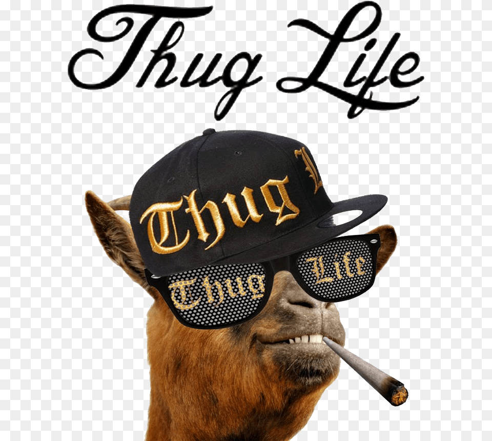 Thug Life Thugs Life, Accessories, Person, People, Sunglasses Free Png Download