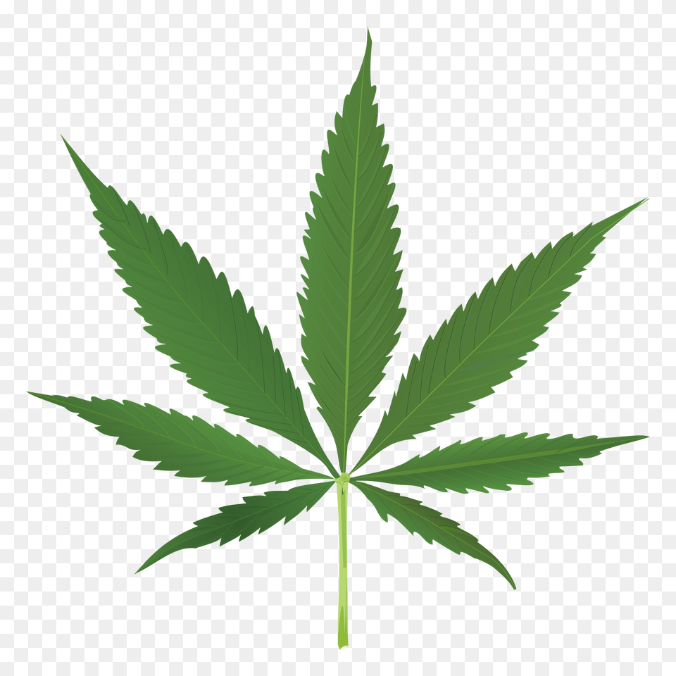 Thug Life Weed Leaf Transparent Transparent Background Marijuana Leaf, Plant, Hemp Png Image