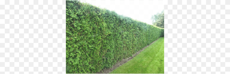 Thuja Occidentalis 39brabant39 More Tujos Gyvatvorms, Fence, Hedge, Plant, Vegetation Free Png Download