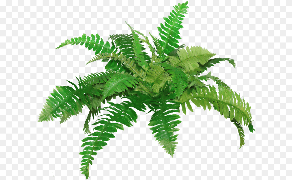 Thumb, Fern, Plant Free Transparent Png