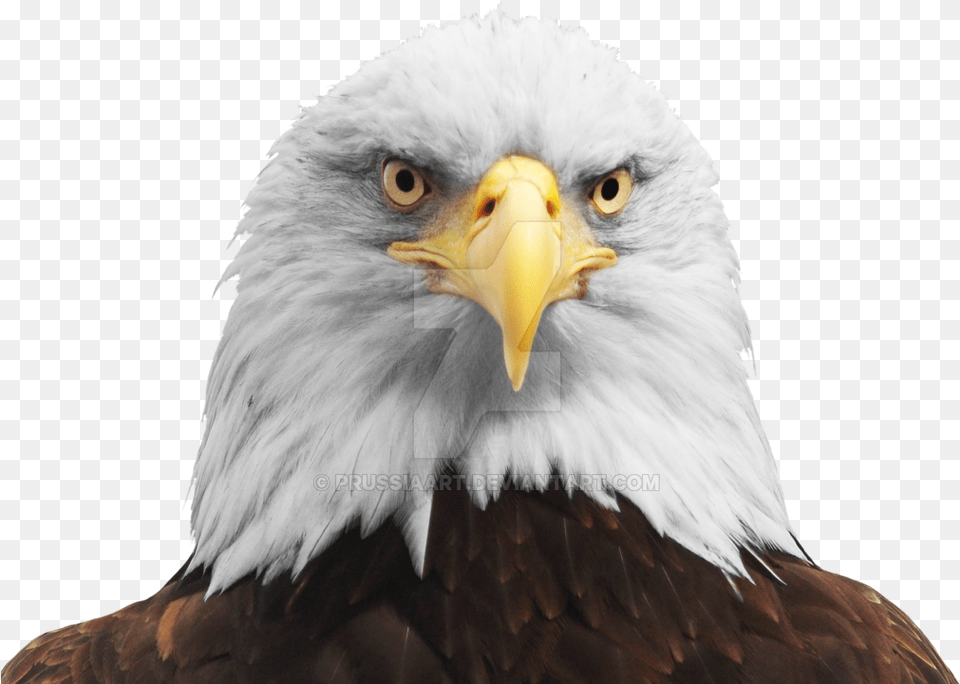 Thumb Bald Eagle Head, Animal, Beak, Bird, Bald Eagle Free Png