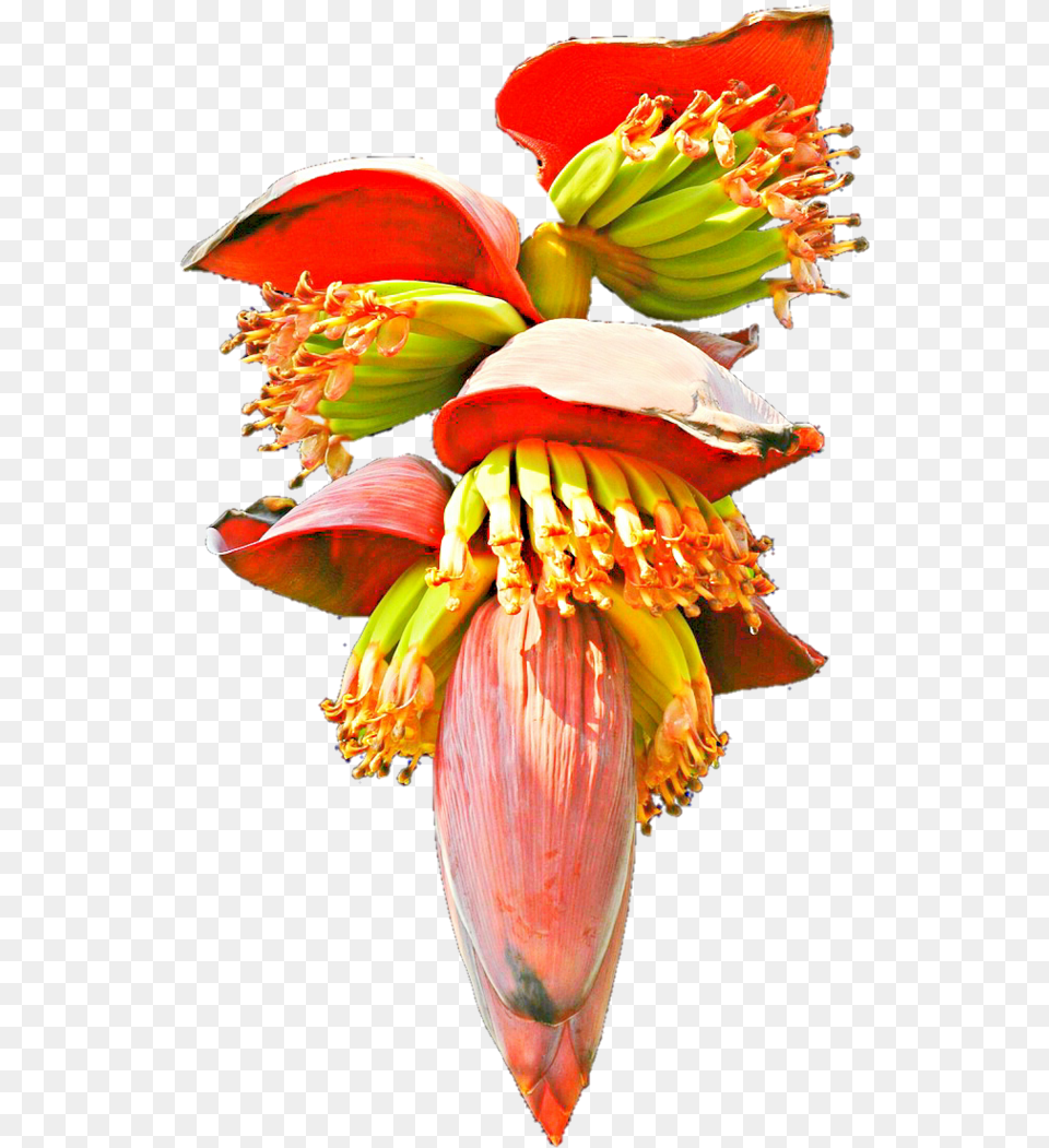 Thumb Banana Heart Clipart, Flower, Petal, Plant, Pollen Png