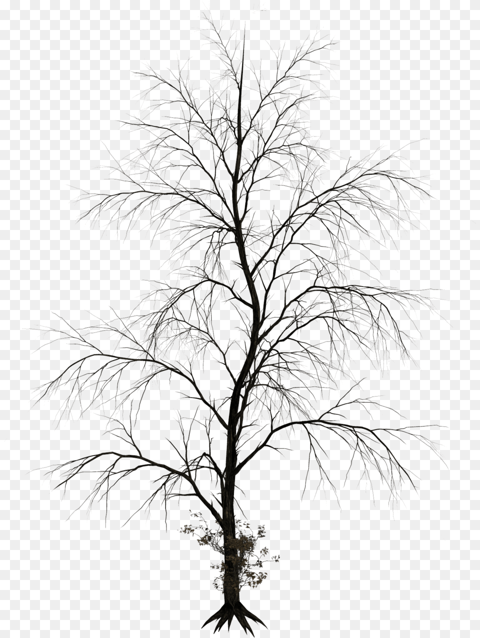 Thumb Black White Tree Photoshop, Ice, Nature, Outdoors, Plant Png