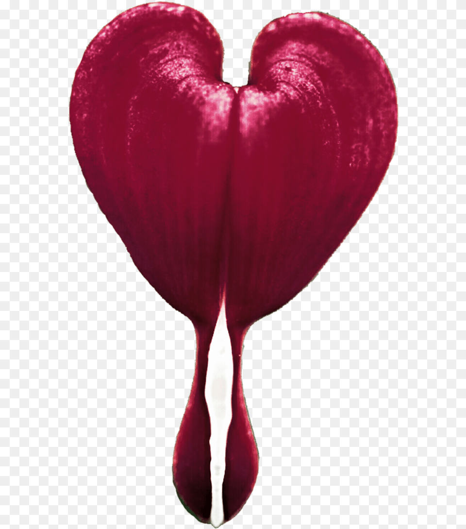 Thumb Bleeding Heart Flower Gif, Petal, Plant, Food, Sweets Png