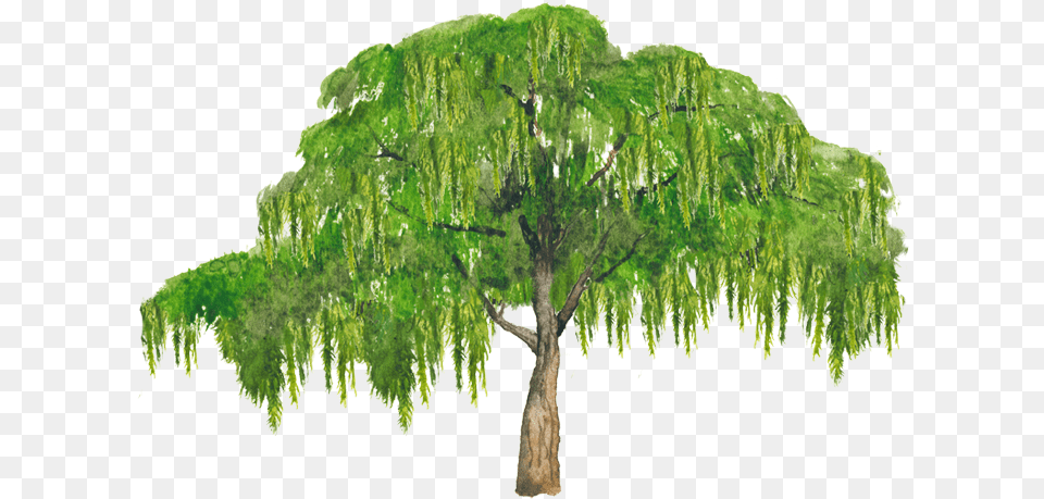 Thumb Broad Leaved Tree, Plant, Willow Png
