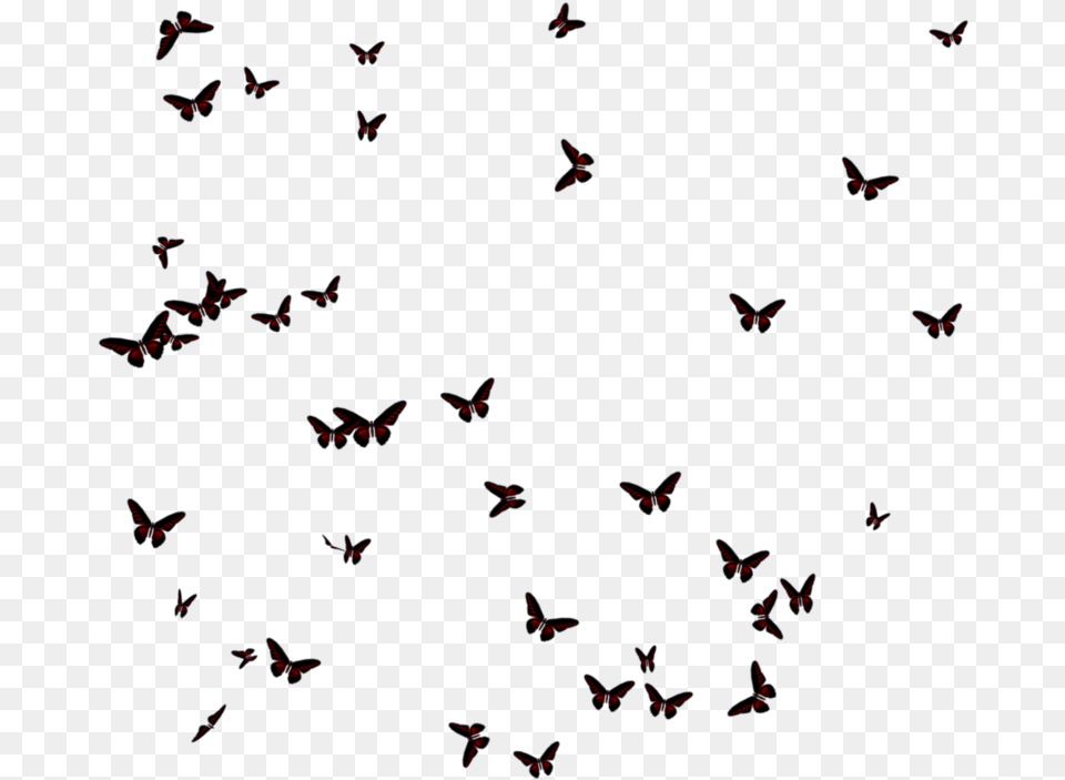 Thumb Butterfly Flock Silhouette, Animal, Bird Png