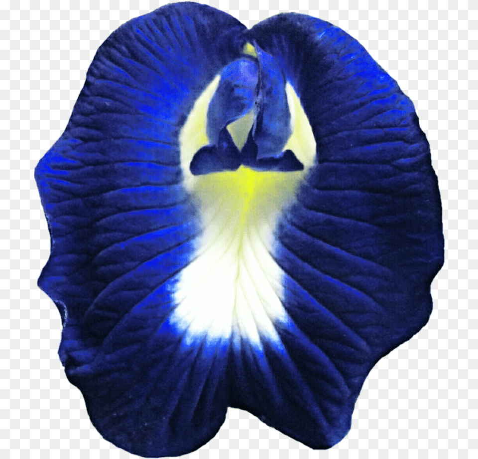 Thumb Butterfly Pea Flower Transparent, Iris, Petal, Plant, Rose Free Png Download