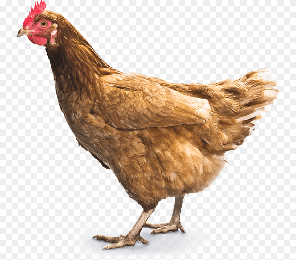 Thumb Chicken, Animal, Bird, Fowl, Hen Png Image