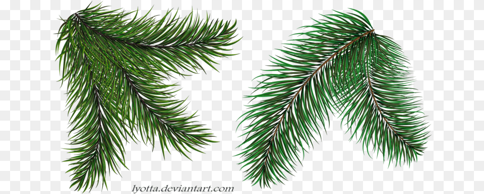 Thumb Christmas Tree Branch, Conifer, Fir, Plant, Spruce Free Png