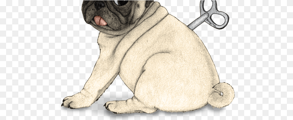 Thumb Dibujo Pug, Animal, Canine, Mammal, Pet Free Transparent Png