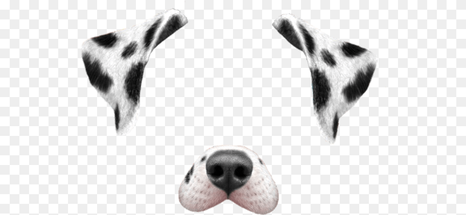 Thumb Filtros De Snapchat Perro, Snout, Animal, Canine, Dog Free Transparent Png