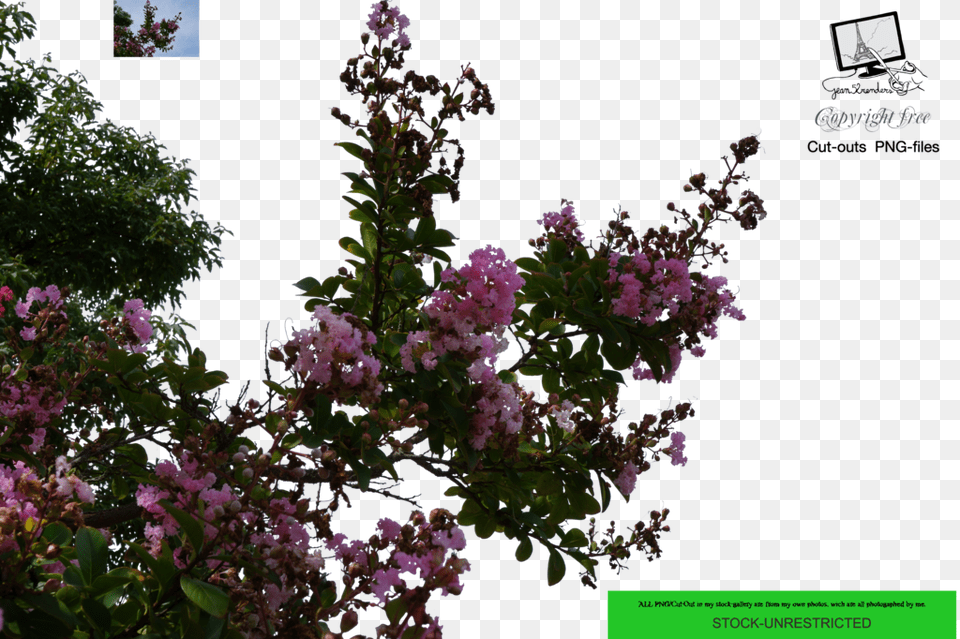 Thumb Flower Tree, Geranium, Plant, Art, Collage Free Png Download