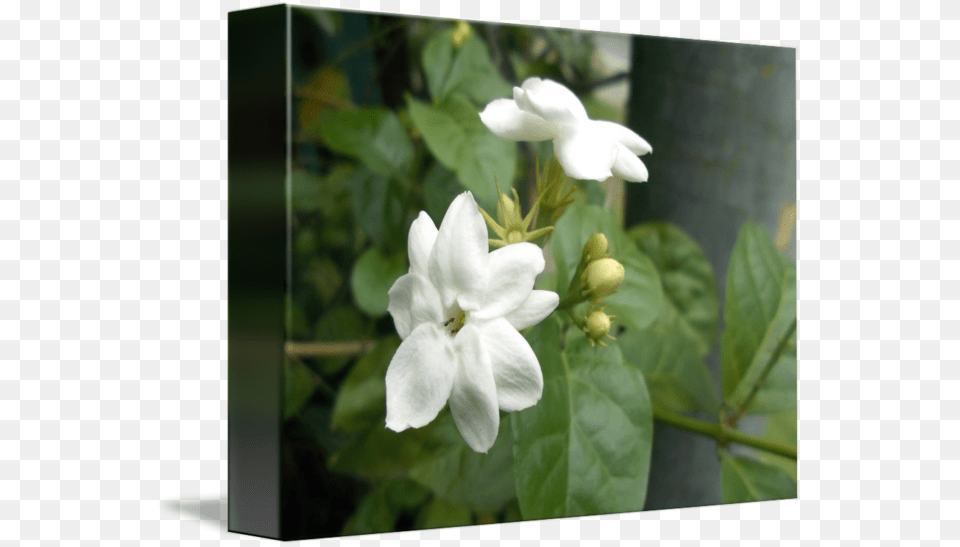 Thumb Flower Tree Jismin, Geranium, Plant, Petal, Acanthaceae Free Png