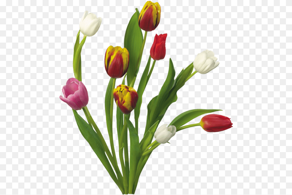 Thumb Flowers, Flower, Flower Arrangement, Plant, Tulip Free Png Download