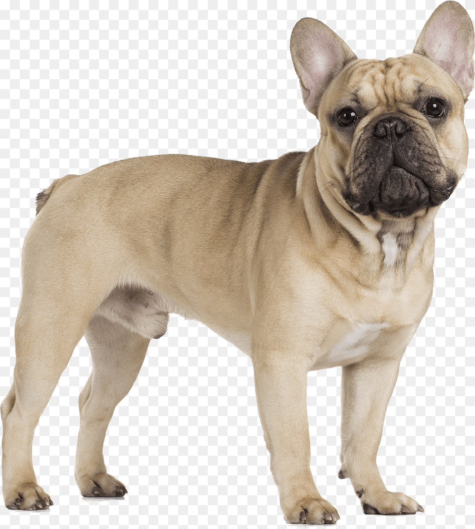 Thumb French Bull Dog, Animal, Bulldog, Canine, French Bulldog Free Transparent Png