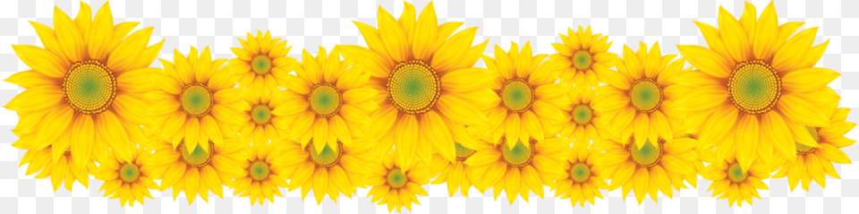 Thumb Girassol Frozen Fever, Flower, Plant, Sunflower Png