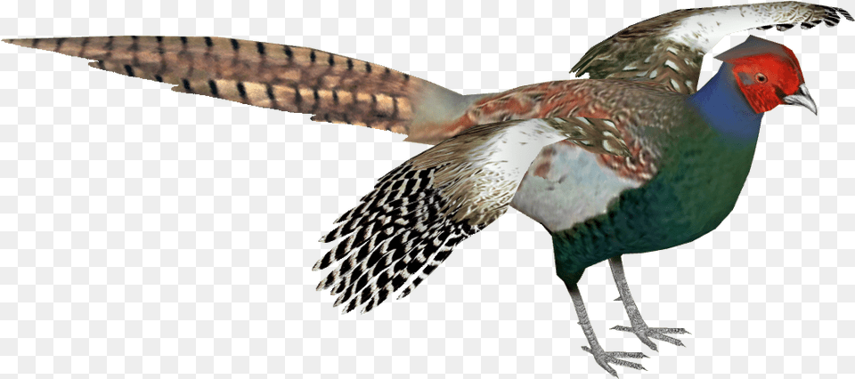 Thumb Green Pheasant Bird, Animal, Beak Png