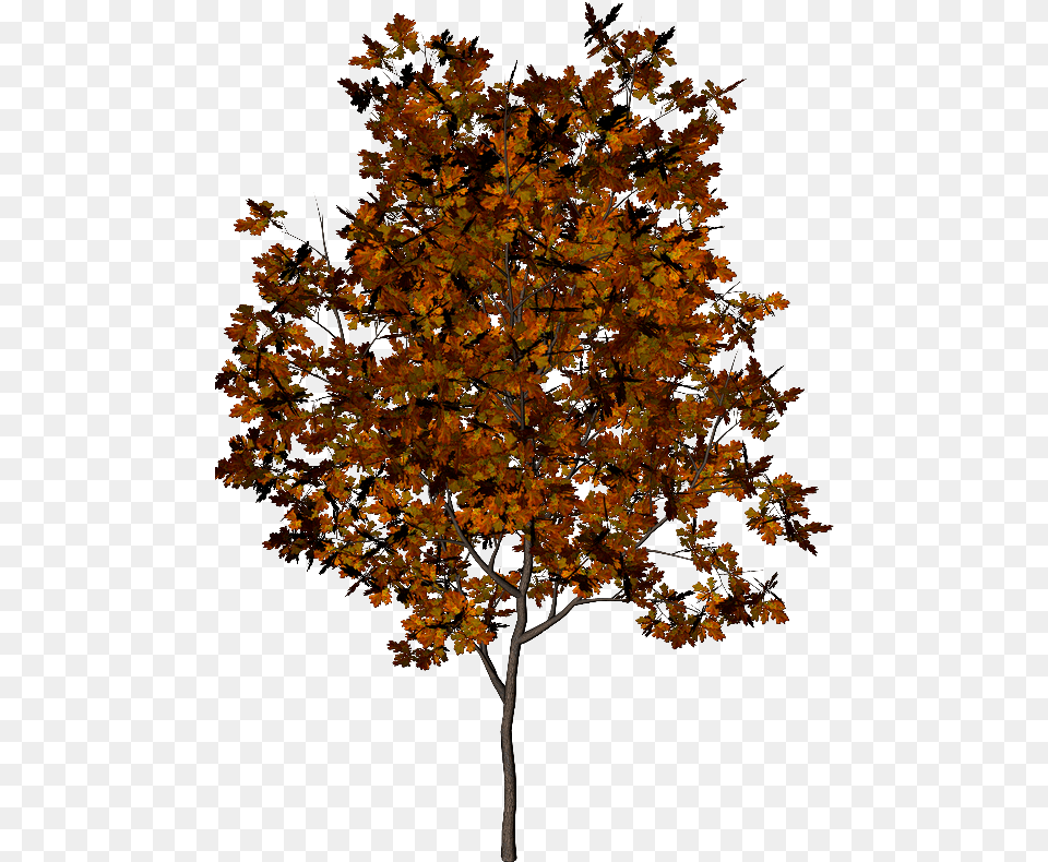 Thumb Leaf, Maple, Plant, Tree Png Image