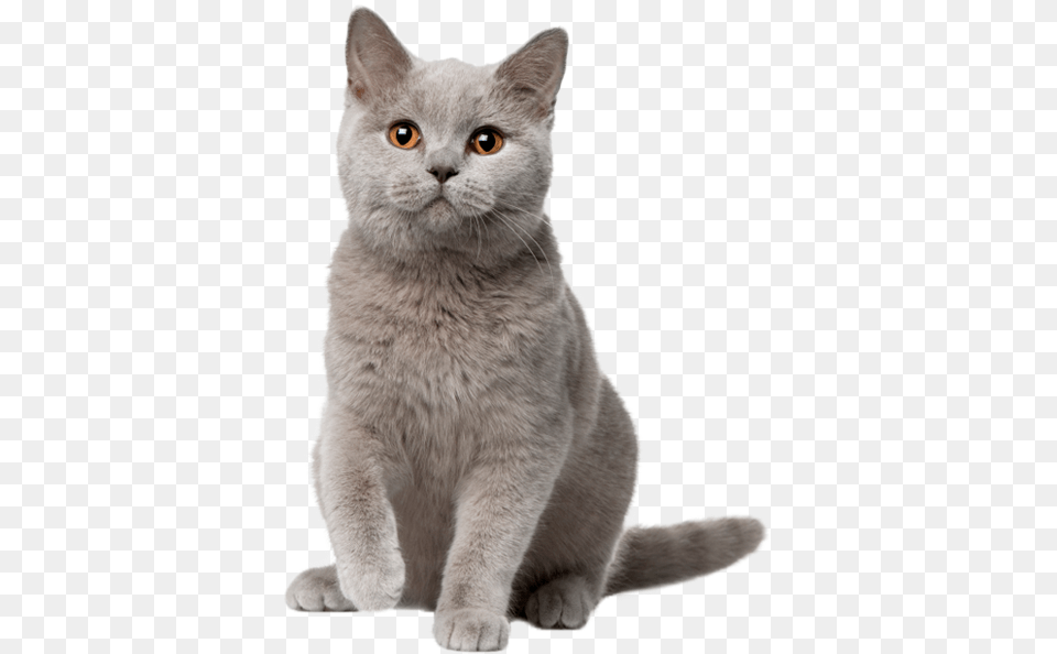 Thumb Image, Animal, Cat, Mammal, Pet Free Png